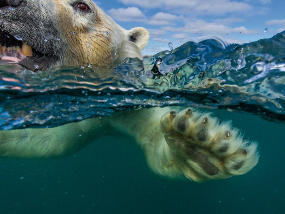 Polar bear, Canada